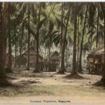 Singapore - Cocanut Plantation