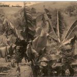 Albertville - Bananiers