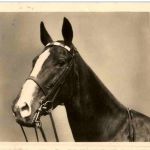 Pferd Horse