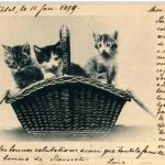 Katzen im Korb