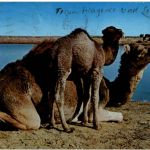Libya - The camels