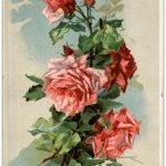 C. Klein - Rosen