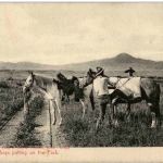 Cow Boys putting on the Pack