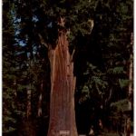 Chandelier Drive-Thru Tree