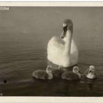 HArd bei Bregenz - Schwan