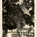 Merano - Wine