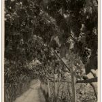 Merano - Wine