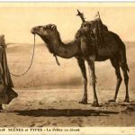 Scenes et Types - La Priere au desert