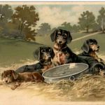 Hunde - Dackel