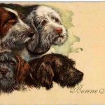 Hunde