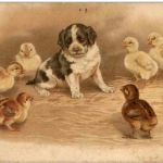 Hunde - Litho