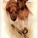 Hunde - Irish Terriers