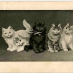 Katzen