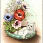 Katzen