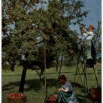 Frauen beim Apfel pflücken