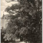 Millstatt am See- 100jährige Linde