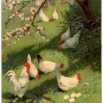 Huhn Chicken