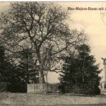 Woerth sur Sauer - Mac Mahon Baum