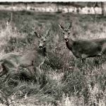 Trois Epis