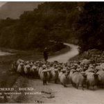 Schaafe - sheep - Homeward Bound