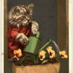 Katze