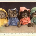 Katzen