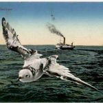 Bodensee Schiff und Möwe