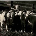 Ziegen Goat