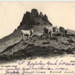 Weide auf hoher Alp
