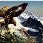 Adler in den Alpen