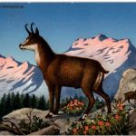 Gemsen im Hochgebirge