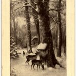 Rehe