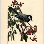 Vogel