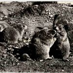 Murmeltier- Marmottes