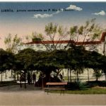 Lisboa - Arvore centenaria na P Rio de Janeiro