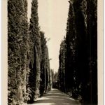 Granada Generalife - Paseo de los Cipreses