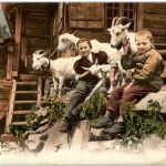 Auf der Alp - Goat Ziegen