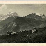 Braunwaldalp