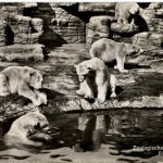 Basel - Zoologischer Garten - Eisbär
