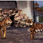 Basel - Zoologischer Garten - Tiger
