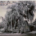 Weeping Willows Public Garden