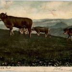 Kühe auf der Alp