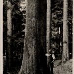 Langnau - Waldreservation Dürsrütti