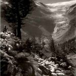 Alp Grüm - Schafe
