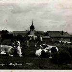 Paturage a Montfaucon