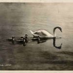 Lac Leman - Schwan