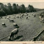 Eine Viehweide