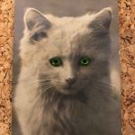 Katze - Plastikaugen