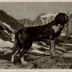 Chien du St. Bernard