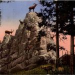 St. Gallen - Steinbockfelsen